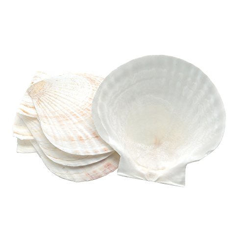 Fox Run 4770 Muschel Backen, Muscheln, Natürliche Meeresmuscheln von Nantucket Seafood