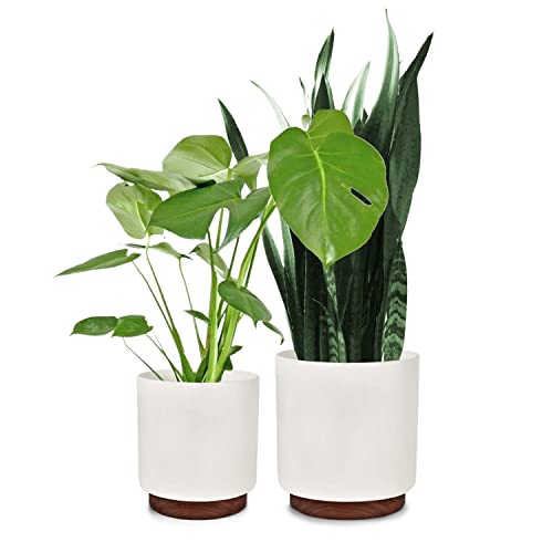 Fox & Fern Weiße Blumentöpfe (2er-Set) – 25,4 cm und 30,5 cm Premium-Polystein-Pflanzgefäße mit Ablaufstopfen und Holzsockel; für Innen- und Außenpflanzen; passend für F&F-Pflanzenständer von Fox & Fern