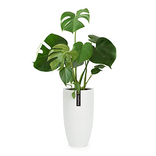 Fox&Fern Übertopf XL - extra grosser Blumentopf inkl. Wasserabfluss - Blumentopf hoch 70cm - Übertöpfe für Zimmerpflanzen - Pflanzentopf groß auch für Outdoor geeigent - Plant Pot - Blumentopf weiß von Fox & Fern