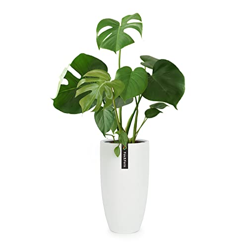 Fox&Fern Übertopf XL - extra grosser Blumentopf inkl. Wasserabfluss - Blumentopf hoch 70cm - Übertöpfe für Zimmerpflanzen - Pflanzentopf groß auch für Outdoor geeigent - Plant Pot - Blumentopf weiß Fox&Fern Übertopf XL - extra grosser Blumentopf inkl. Wasserabfluss - Blumentopf hoch 70cm - Übertöpfe für Zimmerpflanzen - Pflanzentopf groß auch für Outdoor geeigent - Plant Pot - Blumentopf weiß von Fox & Fern