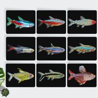 Tetra Fisch Metall Wandtafel Mit Atemberaubendem Fraktal Kunst Design von FractalArtworks