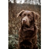 Fliege Für Hunde Braun - Partnerlook Hund Mensch von FraeuleinMaya