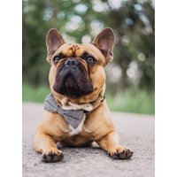 Graue Hundefliege - Fliege Für Hunde Vierbeiner von FraeuleinMaya
