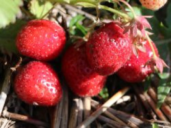 Erdbeere 'Elsanta', Fragaria 'Elsanta', Topfware von Fragaria 'Elsanta'