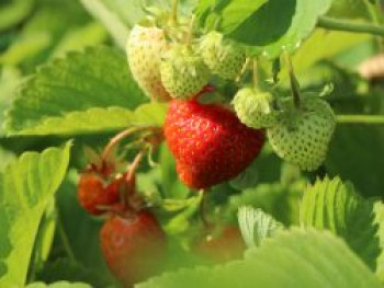 Erdbeere 'Honeoye', Fragaria 'Honeoye', Topfware von Fragaria 'Honeoye'