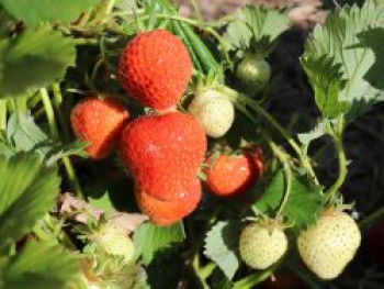 Erdbeere 'Korona', Fragaria 'Korona', Topfware von Fragaria 'Korona'