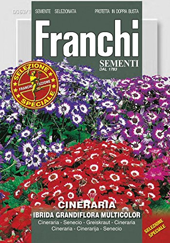 Franchi Sementi DBFS363-1 Greiskraut Ibrida Multicolor (Cineraria) Ibrida Grandiflora Multicolor (Greiskrautsamen) von Franchi Sementi