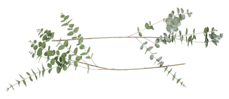 Kunstpflanze Deko-Zweig Eukalyptus 2er Set Ast Blätter – Kunst-Pflanze, Frank Flechtwaren von Frank Flechtwaren