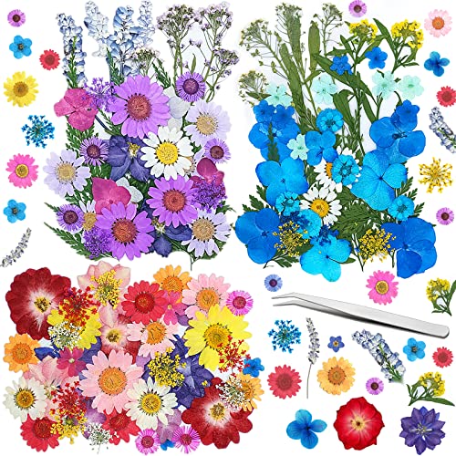 Frasheng 120 Stück Natürliche Getrocknete Blumen,DIY getrocknete Blumen Set Mit Pinzette,Gemischte Getrocknete Blüten und Blätter für Kunst Basteln DIY Harz Scrapbooking Handwerk Karten Machen von Frasheng