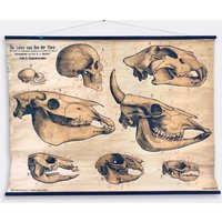 Vintage Schulwandkarte Schreiber Tafel2 Anatomie Säugetierschädel "Die Lehre Vom Bau Der Tiere" von FrauvonMuecke
