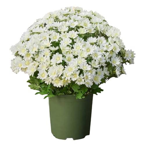 Chrysanthemen Künstliche | 10er-Bündel UV-beständige Kunstfür Pflanzkübel im Freien | Naturnahe Deko für Wohnzimmer Schlafzimmer Schreibtisch Fensterbank Balkon Eingangsbereich Garten von Fravsiu