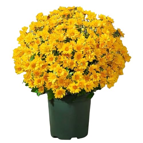 Künstliche Chrysanthemen, 10er-Bündel UV-beständige Kunstblumen für Pflanzkübel im Freien, Deko-Pflanzen für Terrasse Garten Balkon Fensterbank Vasen Hochzeit Wohnzimmer Partyschmuck von Fravsiu
