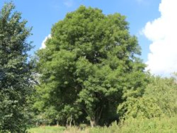 Gewöhnliche Esche / Gemeine Esche / Hohe Esche, 125-150 cm, Fraxinus excelsior, Containerware Gewöhnliche Esche / Gemeine Esche / Hohe Esche, 125-150 cm, Fraxinus excelsior, Containerware von Fraxinus excelsior