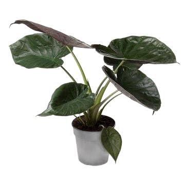Fresh Plants Zimmerpflanzen -Alocasia Wentii - Topf Ø 24 cm - Höhe ca. 90 cm Fresh Plants Zimmerpflanzen -Alocasia Wentii - Topf Ø 24 cm - Höhe ca. 90 cm von Fresh Plants