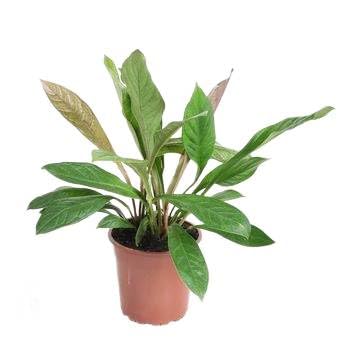 Fresh Plants Zimmerpflanzen -Anthurium ‘Jungle King’ - Topf Ø 24 cm - Höhe ca. 60 cm Fresh Plants Zimmerpflanzen -Anthurium ‘Jungle King’ - Topf Ø 24 cm - Höhe ca. 60 cm von Fresh Plants