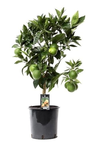 Fresh Plants Zimmerpflanzen -Arcobal Orange - Zitruspflanze - Topf Ø 22 cm - Höhe ca. 80 cm Fresh Plants Zimmerpflanzen -Arcobal Orange - Zitruspflanze - Topf Ø 22 cm - Höhe ca. 80 cm von Fresh Plants