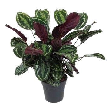 Fresh Plants Zimmerpflanzen -Calathea 'Medallion' - XXL - dekorative Zimmerpflanze mit Ø 27 cm Topf - Höhe 80 cm von Fresh Plants