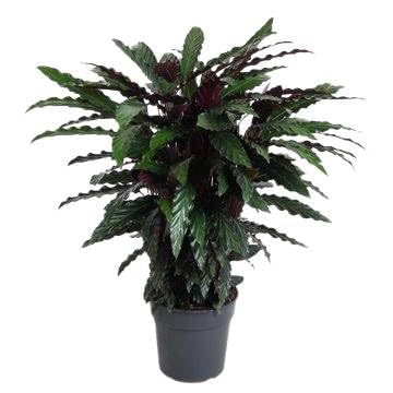 Fresh Plants Zimmerpflanzen -Calathea ‘Wavestar’ - XXL - Topf Ø 27 cm - Höhe ca. 90 cm Fresh Plants Zimmerpflanzen -Calathea ‘Wavestar’ - XXL - Topf Ø 27 cm - Höhe ca. 90 cm von Fresh Plants