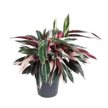 Fresh Plants Zimmerpflanzen -Calathea - XXL - Topf Ø 27 cm - Höhe ca. 80 cm Fresh Plants Zimmerpflanzen -Calathea - XXL - Topf Ø 27 cm - Höhe ca. 80 cm von Fresh Plants