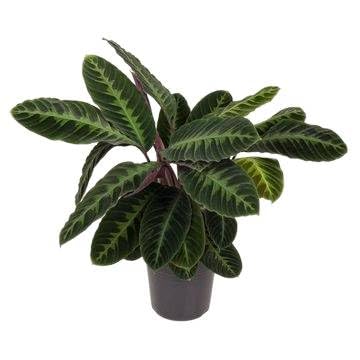 Fresh Plants Zimmerpflanzen -Calathea warscewiczii - Topf Ø 24 cm - Höhe ca. 70 cm Fresh Plants Zimmerpflanzen -Calathea warscewiczii - Topf Ø 24 cm - Höhe ca. 70 cm von Fresh Plants