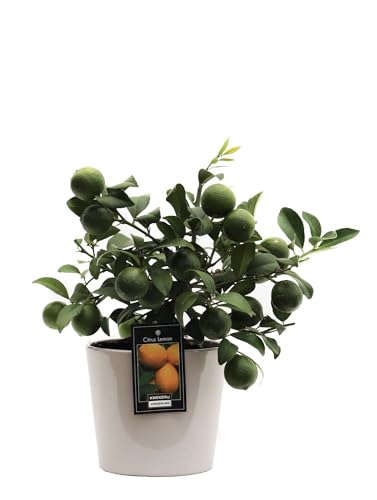 Fresh Plants Zimmerpflanzen -Citrus Lemon - Zitrone - Keramiktopf Ø 16 cm - Höhe ca. 34 cm von Fresh Plants