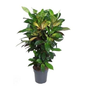 Fresh Plants Zimmerpflanzen -Codiaeum Mrs. Iceton - Topf Ø 24 cm - Höhe ca. 100 cm Fresh Plants Zimmerpflanzen -Codiaeum Mrs. Iceton - Topf Ø 24 cm - Höhe ca. 100 cm von Fresh Plants