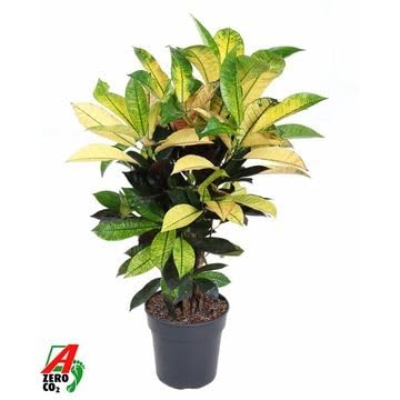 Fresh Plants Zimmerpflanzen -Codiaeum 'Mrs. Iceton' XXL - Tropischer Farbtraum in der 17 cm Pflanztopf - Höhe 80 cm von Fresh Plants
