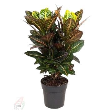 Fresh Plants Zimmerpflanzen -Codiaeum Petra - Topf Ø 21 cm - Höhe ca. 70 cm von Fresh Plants