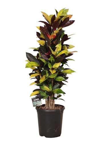 Fresh Plants Zimmerpflanzen -Codiaeum variegatum ‘Mrs. Iceton’ XXL - Topf Ø 23 cm - Höhe ca. 90 cm von Fresh Plants