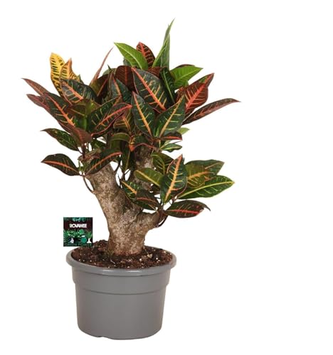 Fresh Plants Zimmerpflanzen -Codiaeum variegatum ‘Petra’ Bonsai - Topf Ø 21 cm - Höhe ca. 60 cm von Fresh Plants