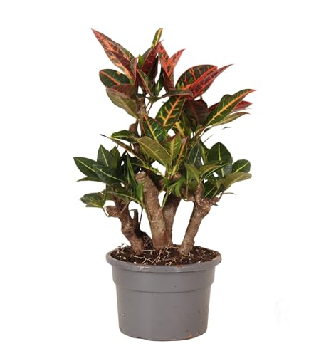 Fresh Plants Zimmerpflanzen -Codiaeum variegatum ‘Petra’ XXL - Topf Ø 19 cm - Höhe ca. 50 cm von Fresh Plants