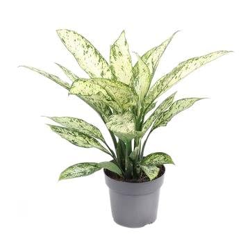 Fresh Plants Zimmerpflanzen -Dieffenbachia Vesuvius - Topf Ø 19 cm - Höhe ca. 60 cm Fresh Plants Zimmerpflanzen -Dieffenbachia Vesuvius - Topf Ø 19 cm - Höhe ca. 60 cm von Fresh Plants
