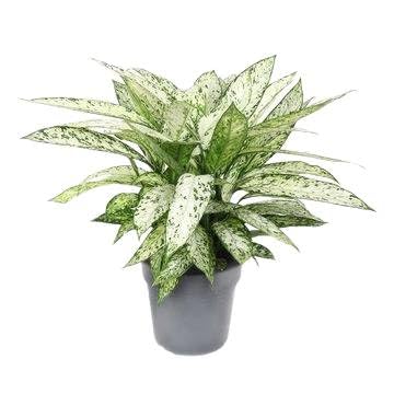 Fresh Plants Zimmerpflanzen -Dieffenbachia 'Vesuvius' - XXL - Topf Ø 27 cm - Höhe ca. 80 cm von Fresh Plants