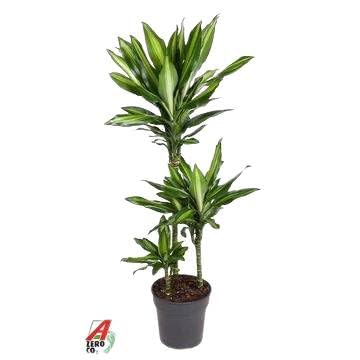 Fresh Plants Zimmerpflanzen -Dracaena 'Cintho' - XXL - Topf Durchmesser 21 cm - Höhe 120 cm - Exotische Eleganz für Ihr Zuhause von Fresh Plants