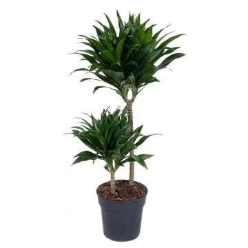 Fresh Plants Zimmerpflanzen -Dracaena Compacta - Topf Ø 19 cm - Höhe ca. 80 cm von Fresh Plants