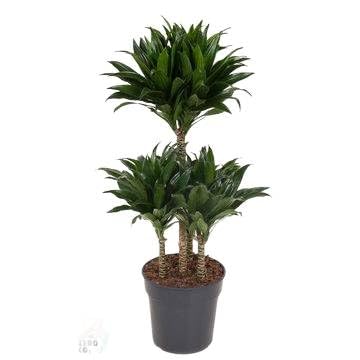 Fresh Plants Zimmerpflanzen -Dracaena 'Compacta' - Topf Ø 21 cm - Höhe ca. 80 cm Fresh Plants Zimmerpflanzen -Dracaena 'Compacta' - Topf Ø 21 cm - Höhe ca. 80 cm von Fresh Plants