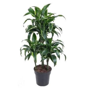 Fresh Plants Zimmerpflanzen -Dracaena Dorado - Pflanzengefäß Ø 21 cm - Höhe 90 cm Fresh Plants Zimmerpflanzen -Dracaena Dorado - Pflanzengefäß Ø 21 cm - Höhe 90 cm von Fresh Plants