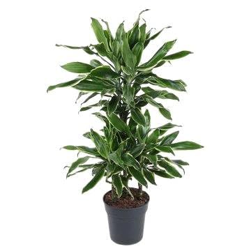 Fresh Plants Zimmerpflanzen -Dracaena Gold Coast - XXL - Topf Ø 21 cm - Höhe ca. 90 cm von Fresh Plants