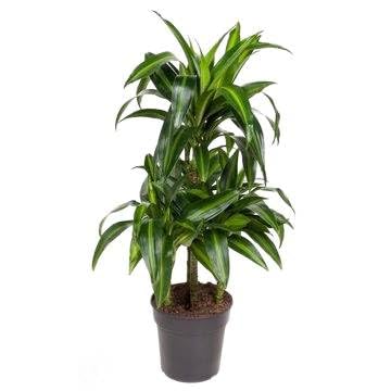 Fresh Plants Zimmerpflanzen -Dracaena Hawaiian - Topf Ø 21 cm - Höhe ca. 90 cm von Fresh Plants