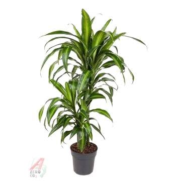 Fresh Plants Zimmerpflanzen -Dracaena Hawaiiana - Topfpflanze Ø 19 cm - Höhe 100 cm Fresh Plants Zimmerpflanzen -Dracaena Hawaiiana - Topfpflanze Ø 19 cm - Höhe 100 cm von Fresh Plants