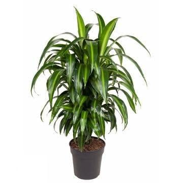 Fresh Plants Zimmerpflanzen -Dracaena Hawaiiana - XXL - Topf Ø 24 cm - Höhe ca. 90 cm von Fresh Plants