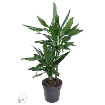 Fresh Plants Zimmerpflanzen -Dracaena 'Janet Lind' - XXL - Topf Ø 19 cm - Höhe 80 cm von Fresh Plants