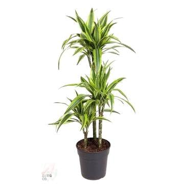 Fresh Plants Zimmerpflanzen -Dracaena 'Lemon Lime' - Topf Ø 21 cm - Höhe ca. 110 cm Fresh Plants Zimmerpflanzen -Dracaena 'Lemon Lime' - Topf Ø 21 cm - Höhe ca. 110 cm von Fresh Plants