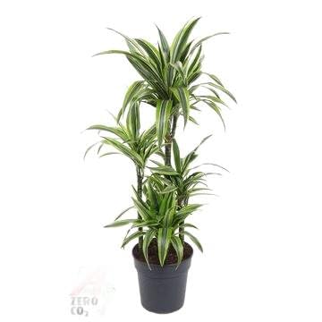 Fresh Plants Zimmerpflanzen -Dracaena Lemon Lime - XXL - Topf Ø 24 cm - Höhe ca. 110 cm Fresh Plants Zimmerpflanzen -Dracaena Lemon Lime - XXL - Topf Ø 24 cm - Höhe ca. 110 cm von Fresh Plants