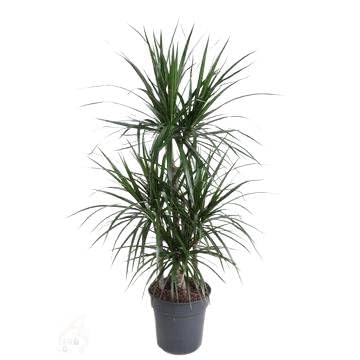 Fresh Plants Zimmerpflanzen -Dracaena Marginata - Topf Ø 24 cm - Höhe ca. 120 cm Fresh Plants Zimmerpflanzen -Dracaena Marginata - Topf Ø 24 cm - Höhe ca. 120 cm von Fresh Plants