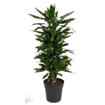 Fresh Plants Zimmerpflanzen -Dracaena Marginata - Topf Ø 27 cm - Höhe ca. 110 cm Fresh Plants Zimmerpflanzen -Dracaena Marginata - Topf Ø 27 cm - Höhe ca. 110 cm von Fresh Plants