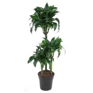 Fresh Plants Zimmerpflanzen -Dracaena 'Tatuade' - XXL - Pflanze mit dekorativem Muster - 110 cm hoch - Topf Ø 21 cm von Fresh Plants
