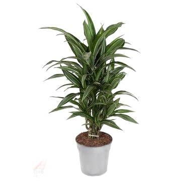 Fresh Plants Zimmerpflanzen -Dracaena Ulises - Topf Ø 21 cm - Höhe ca. 90 cm von Fresh Plants