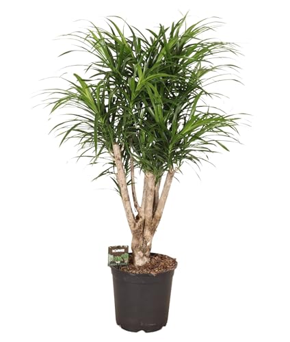 Fresh Plants Zimmerpflanzen -Dracaena reflexa ‘Anita’ vertakt XXL - Topf Ø 24 cm - Höhe ca. 110 cm Fresh Plants Zimmerpflanzen -Dracaena reflexa ‘Anita’ vertakt XXL - Topf Ø 24 cm - Höhe ca. 110 cm von Fresh Plants