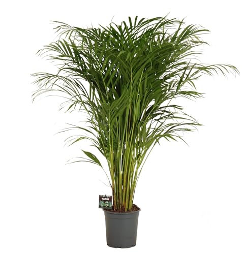 Fresh Plants Zimmerpflanzen -Dypsis lutescens XXL - Areca-Palme - Topf Ø 21 cm - Höhe ca. 120 cm Fresh Plants Zimmerpflanzen -Dypsis lutescens XXL - Areca-Palme - Topf Ø 21 cm - Höhe ca. 120 cm von Fresh Plants